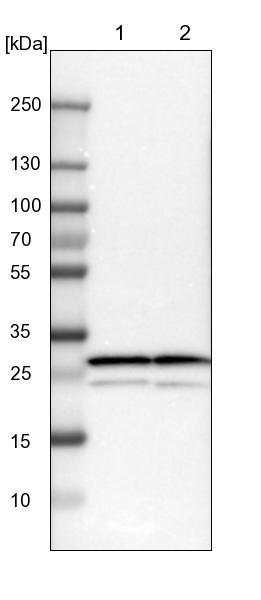 Lane 1: NIH-3T3 cell lysate (Mouse embryonic fibroblast cells)<br/>Lane 2: NBT-II cell lysate (Rat Wistar bladder tumour cells)