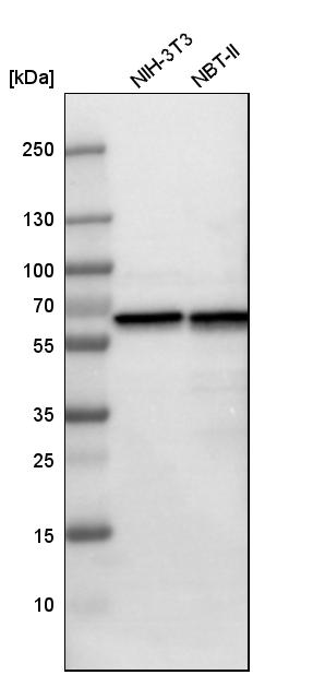 Western blot analysis in mouse cell line NIH-3T3 and rat cell line NBT-II.