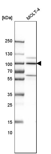 Western blot analysis in human cell line MOLT-4.