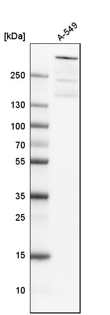 Western blot analysis in human cell line A-549.