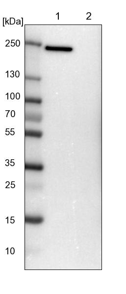 Lane 1: NIH-3T3 cell lysate (Mouse embryonic fibroblast cells)<br/>Lane 2: NBT-II cell lysate (Rat Wistar bladder tumour cells)
