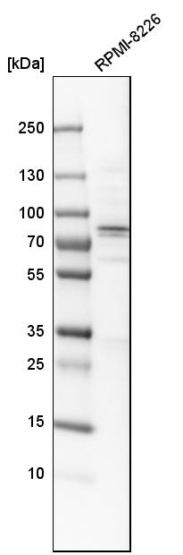Western blot analysis in human cell line RPMI-8226.