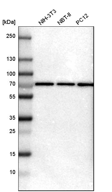 Western blot analysis in mouse cell line NIH-3T3, rat cell line NBT-II and rat cell line pC12.