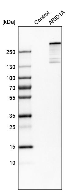 Western blot analysis in control (vector only transfected HEK293T lysate) and aRID1A over-expression lysate (Co-expressed with a C-terminal myc-DDK tag (~3.1 kDa) in mammalian HEK293T cells, LY416884).