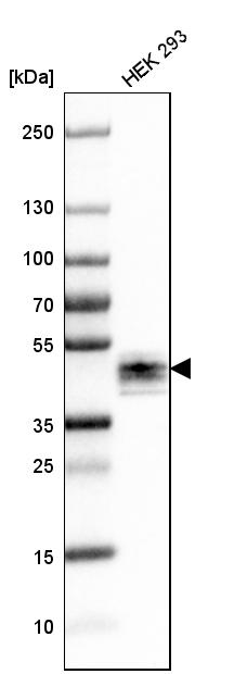 Western blot analysis in human cell line HEK 293.