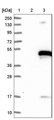 Lane 1: Marker [kDa] 250, 130, 95, 72, 55, 36, 28, 17, 10<br/>Lane 2: Negative control (vector only transfected HEK293T lysate)<br/>Lane 3: Over-expression lysate (Co-expressed with a C-terminal myc-DDK tag (~3.1 kDa) in mammalian HEK293T cells, LY415245)