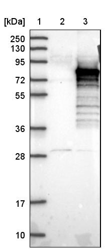 Lane 1: Marker [kDa] 250, 130, 95, 72, 55, 36, 28, 17, 10<br/>Lane 2: Negative control (vector only transfected HEK293T lysate)<br/>Lane 3: Over-expression lysate (Co-expressed with a C-terminal myc-DDK tag (~3.1 kDa) in mammalian HEK293T cells, LY403569)