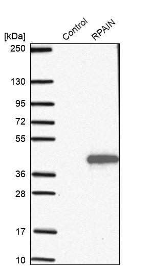 Western blot analysis in control (vector only transfected HEK293T lysate) and RPAIN over-expression lysate (Co-expressed with a C-terminal myc-DDK tag (~3.1 kDa) in mammalian HEK293T cells, LY422337).