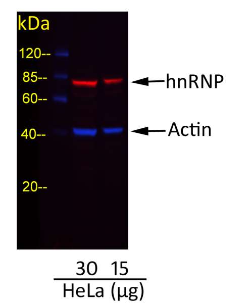 抗Rabbit IgG-heavy and light chain cross-adsorbed抗体の使用例画像