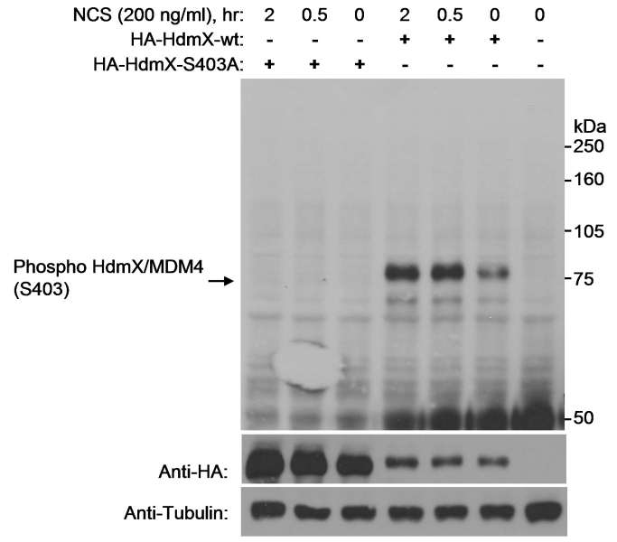 抗Phospho HdmX/MDM4 (S403)抗体の使用例画像
