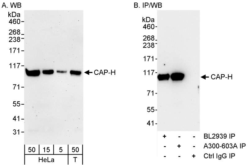 抗CAP-H抗体の使用例画像