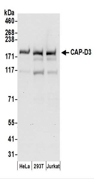 抗CAP-D3抗体の使用例画像