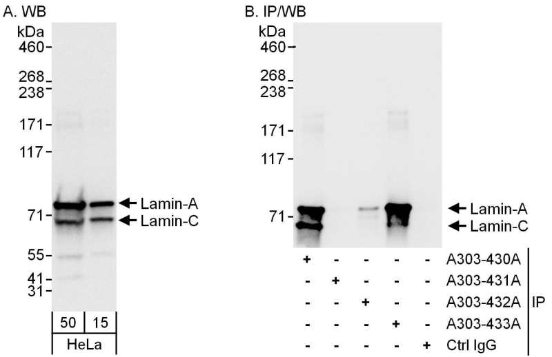 抗Lamin-A/C抗体の使用例画像