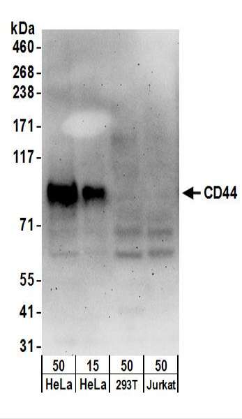 抗CD44抗体の使用例画像