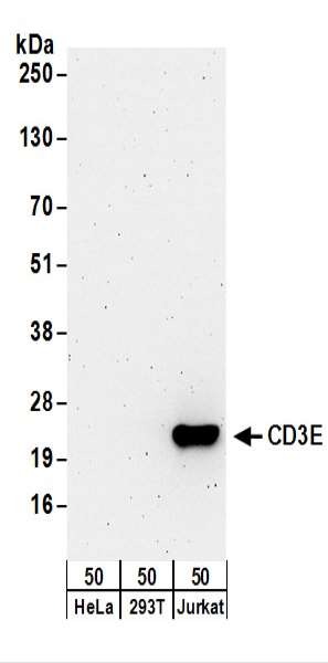 抗CD3E抗体の使用例画像