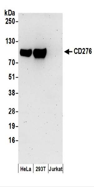 抗CD276抗体の使用例画像