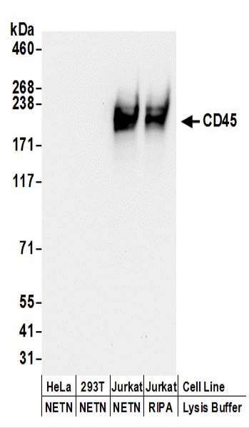 抗CD45抗体の使用例画像