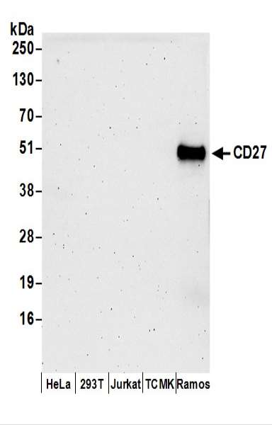 抗CD27抗体の使用例画像