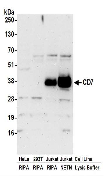 抗CD7抗体の使用例画像