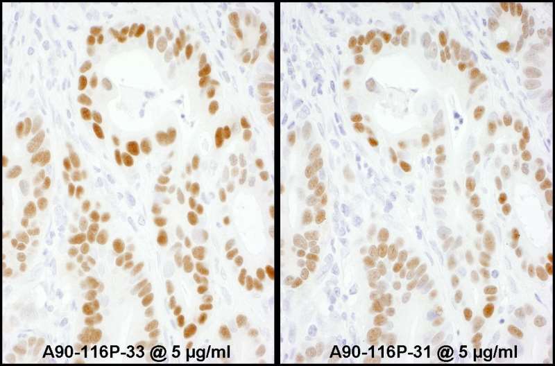 抗Mouse IgG-heavy and light chain抗体の使用例画像