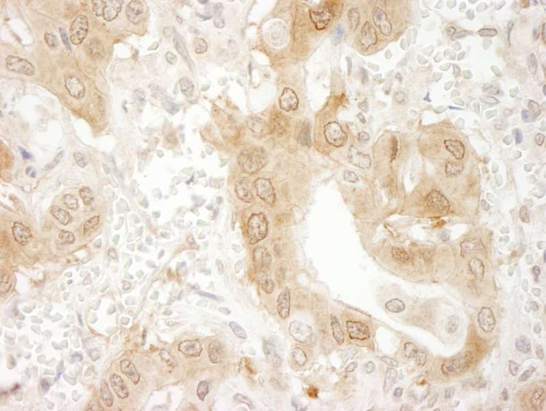 抗Paxillin IHC抗体の使用例画像