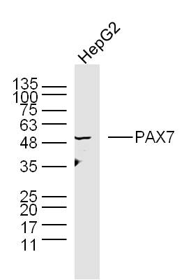抗PAX7抗体 | Anti-PAX7 Antibody | フナコシ