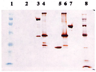 Anti-6×His Tag Mouse Monoclonal Antibody