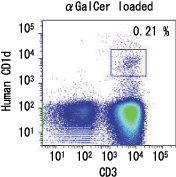 抗原特異的NKT細胞の分離・同定「ヒト／マウス CD1d Tetramer」の使用例2