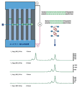 マイクロサテライト DNA 多型解析受託サービス