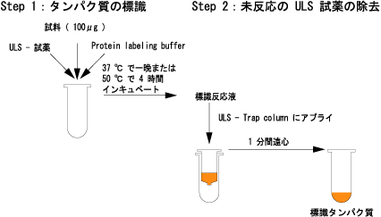 PlatinumLink Protein Labeling Kitの操作法概略
