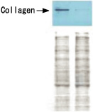 抗コラーゲン抗体#R1038を使用してウェスタンブロッティング