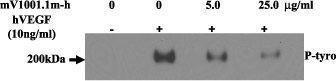 抗 VEGFR2 抗体（ #mV1001.1m-h ）_リン酸化 VEGFR2 を免疫沈降法 - ウエスタンブロッティングで検出