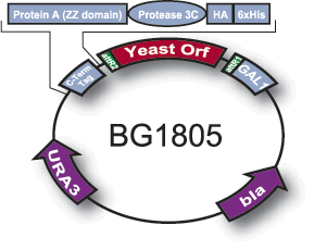 S. cerevisiae のORFをGAL1プロモーターの下流に挿入した酵母発現ベクター