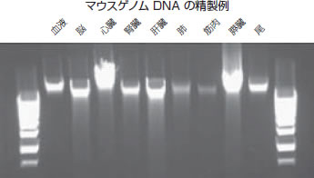 AquaGenomic Solutionを用いたマウスゲノムDNAの精製例