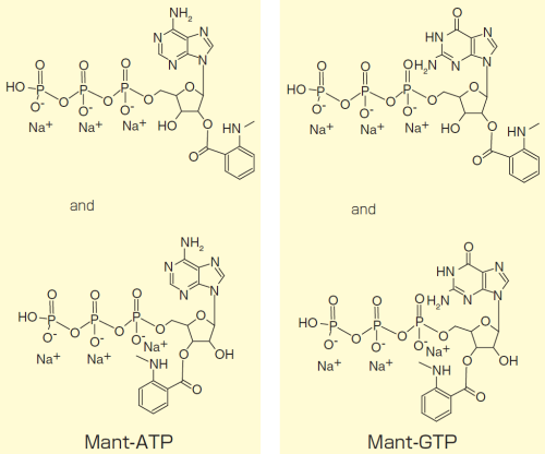 Mant-ATPとMant-GTPの構造式