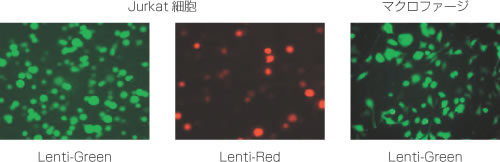 Ready-to-use Lentivirus Marker導入例<