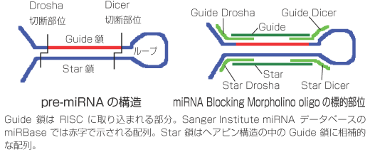 miRNA 標的 Morpholino模式図