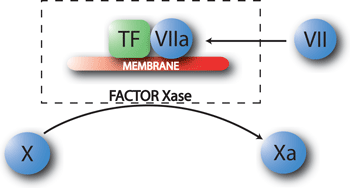 Factor VIIと外因性Factor X活性化複合体