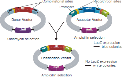 Transfer Reactionの操作法概略イメージ