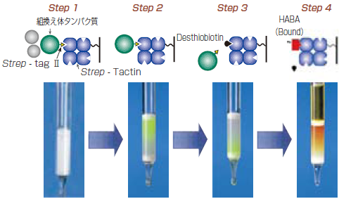Strep- tag / Strep - Tactin System pASK-IBA Vector操作法概略（精製）