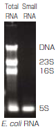 Small RNA の抽出例