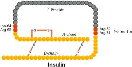 インスリンの構造図イメージ