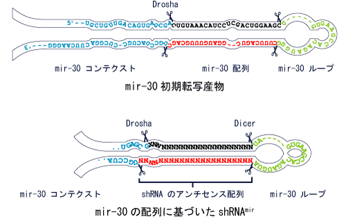 ヒト／マウス microRNA 30（mir-30）の成熟 microRNA 配列