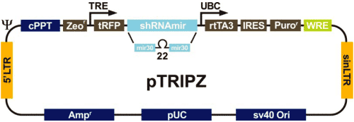 Tet-On システムを有するレンチウイルス発現系の shRNAmir ベクター