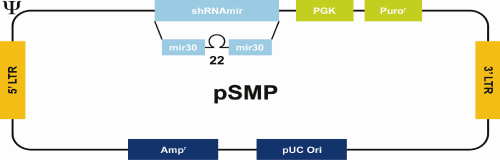 レトロウイルス発現系のpSMP Retroviral shRNAmir ベクター