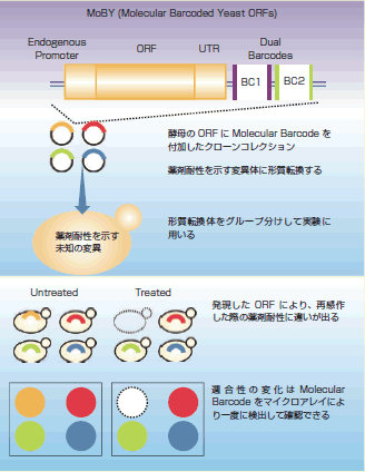 Molecular Barcode が付加された酵母ORF