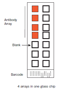 Human Cytokine Antibody Array G Seriesスライドグラス