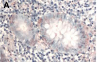 抗 Akt 抗体（#100-401-401）を用いた結腸正常組織の免疫組織染色像