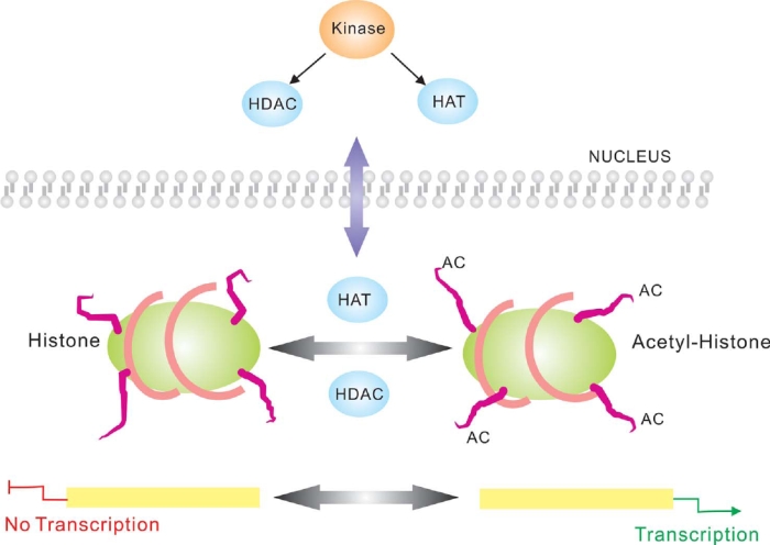 chromatin/transcription pathway(クロマチン/転写パスウェイ)
