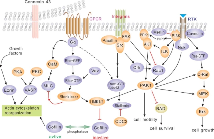 cytoskeleton/adhesion pathway(細胞骨格/接着パスウェイ)